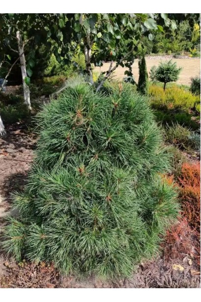 Сосна чорна Глобоза в ландшафті